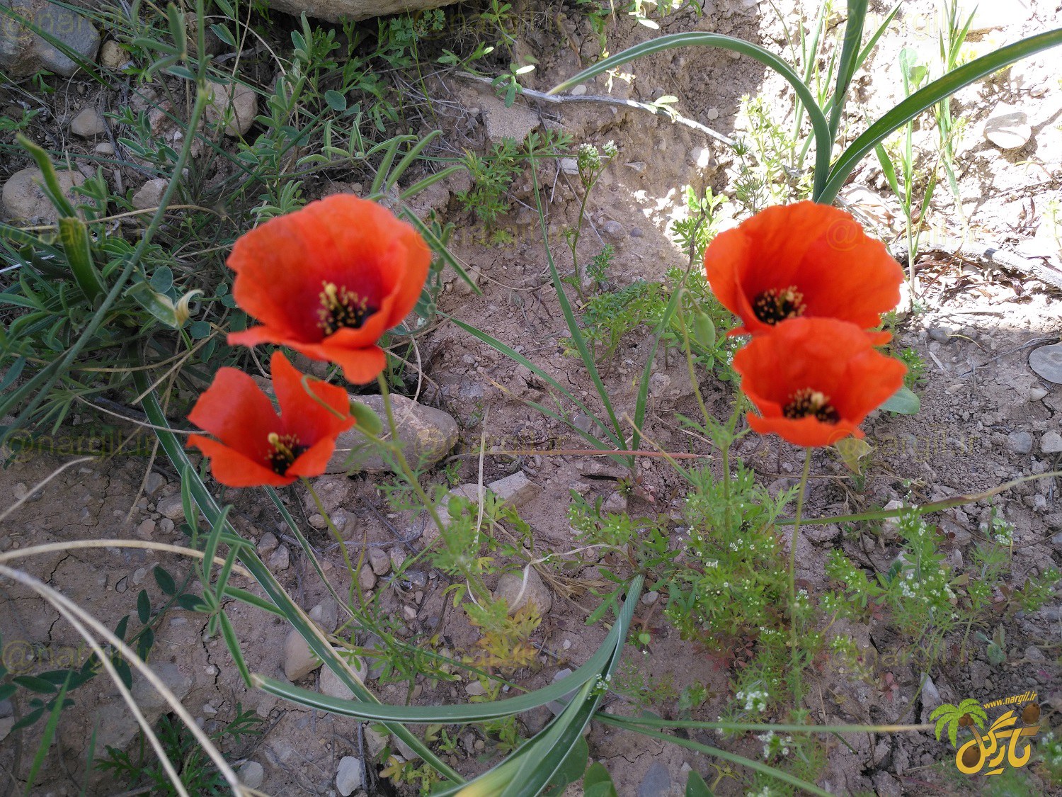 Papaver dubium